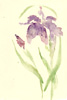 菖蒲