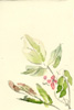 豆花