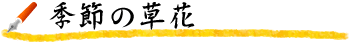 季節の草花