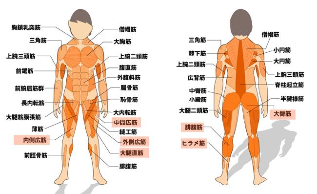 レッグプレス Dk 17 介護施設 病院等準業務用トレーニングマシン トレーニングマシン 介護用品の通販 販売店 品揃え日本最大級 快適空間スクリオ